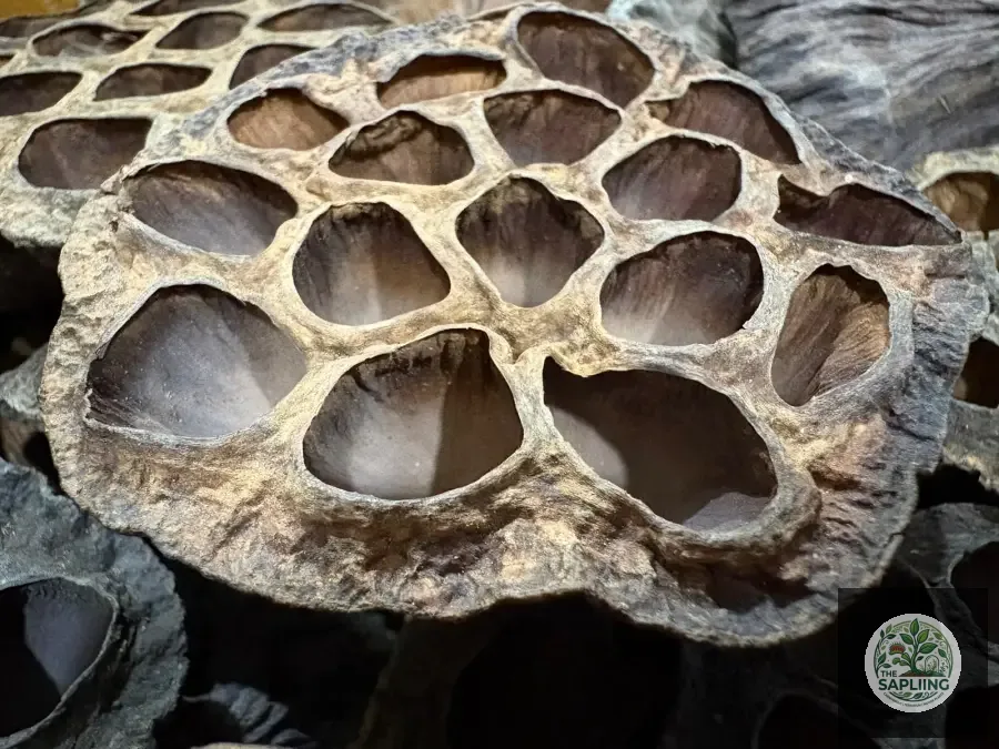 Lotus Pod