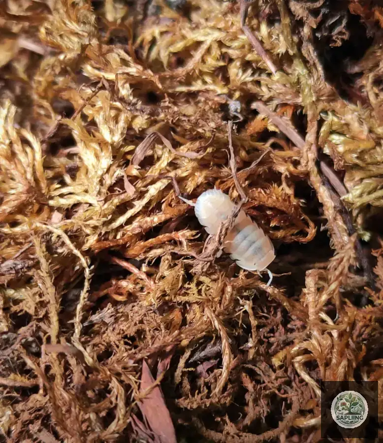 Cubaris Murina “Glacier” Isopod