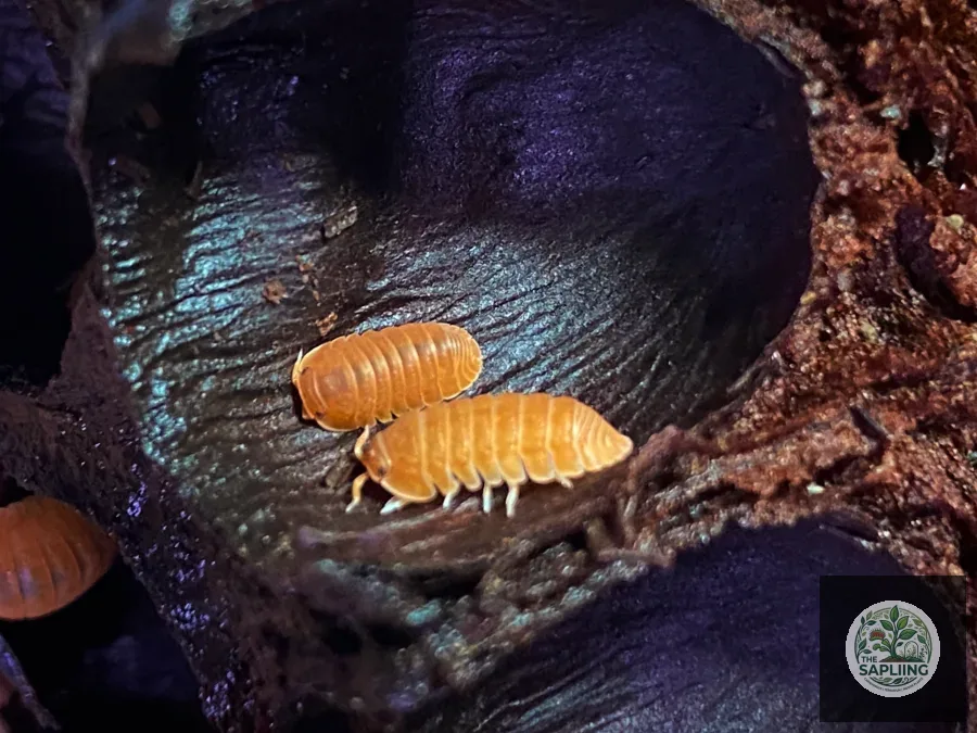 Cubaris murina ‘Orange’ Isopod
