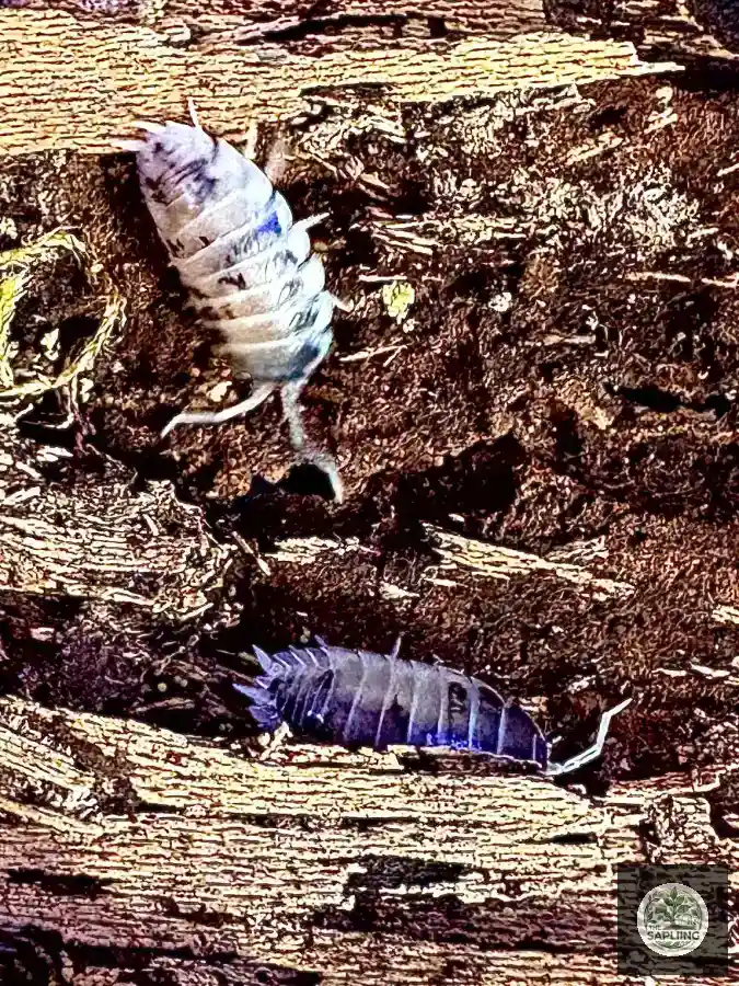 Dairy Cow Isopod