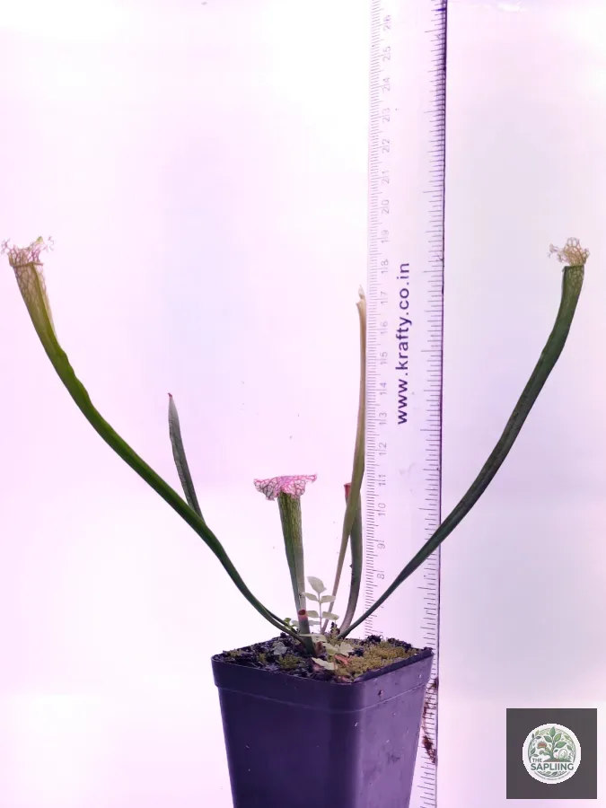 Sarracenia leucophylla ‘Hot Pink’
