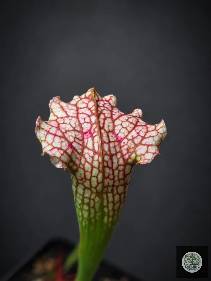 Sarracenia leucophylla ‘Hot Pink’