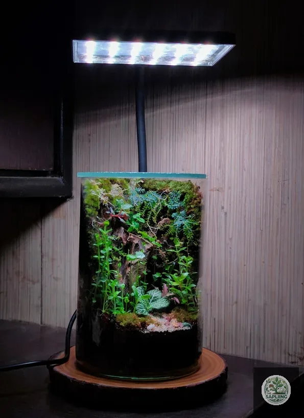 Terrarium - “A Whisper of the Wild.”
