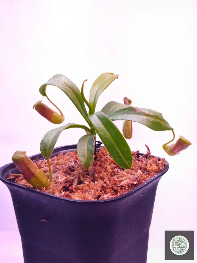 Nepenthes Ventricosa