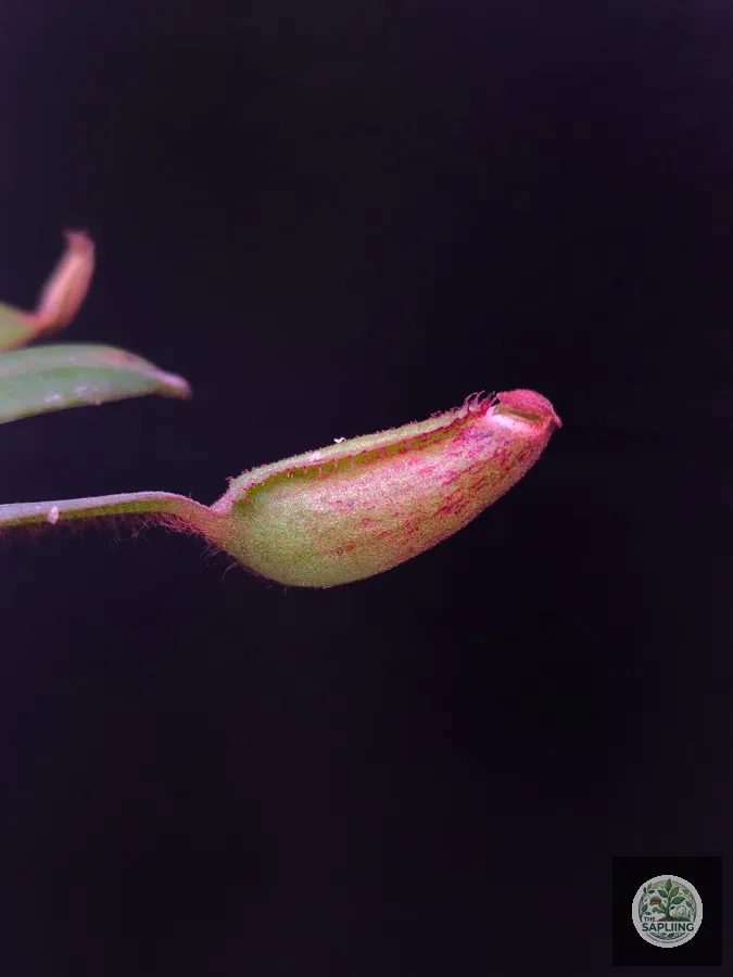 Nepenthes Albomarginata – The White-Banded Pitcher Plant