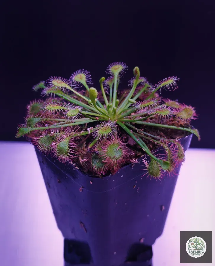 Drosera Beleziana