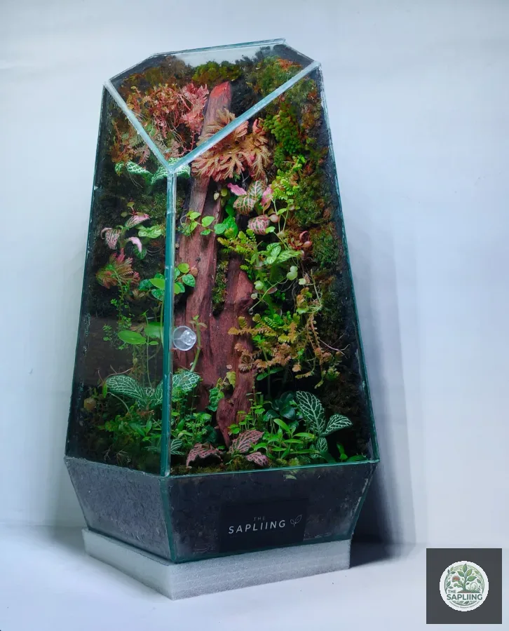 Terrarium - Little Eden