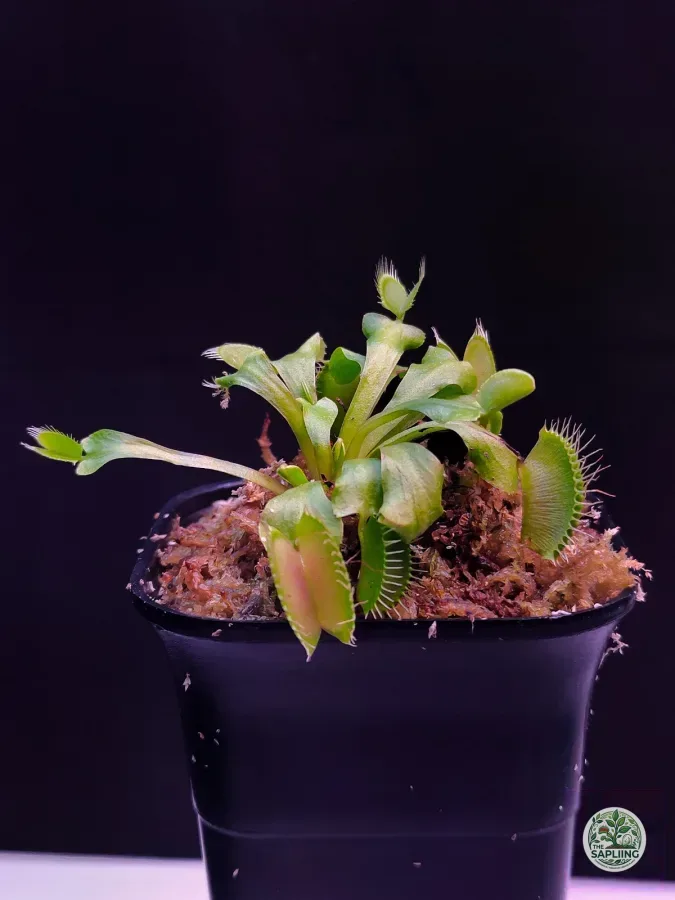 Venus Fly Trap Green Hybrid